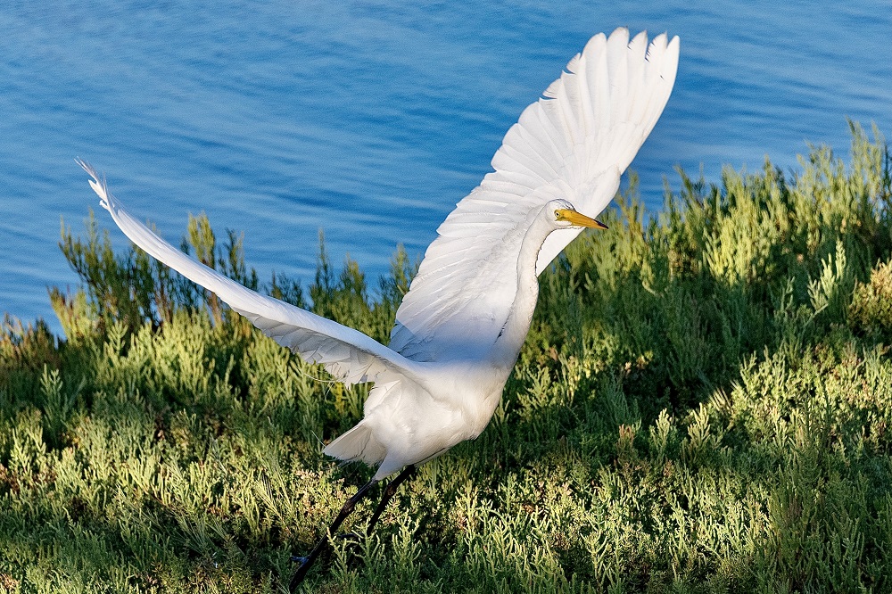 Sun Photo A00056 Great Egret at the Bolsa Chica Ecological Reserve